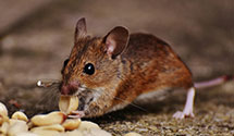 hospital-and-healthcare-facility-pest-management Experts in Hyannis Port
